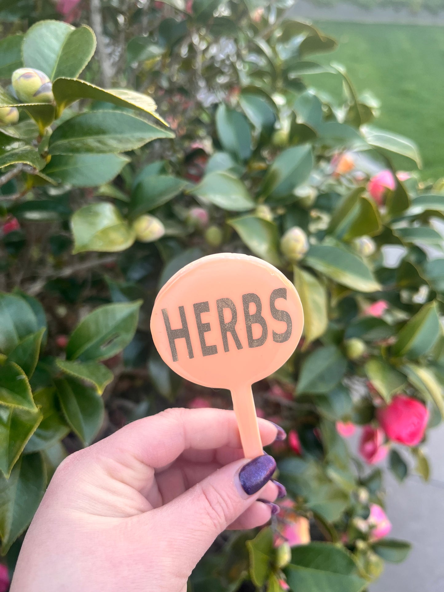 Herbs - Plant Tag