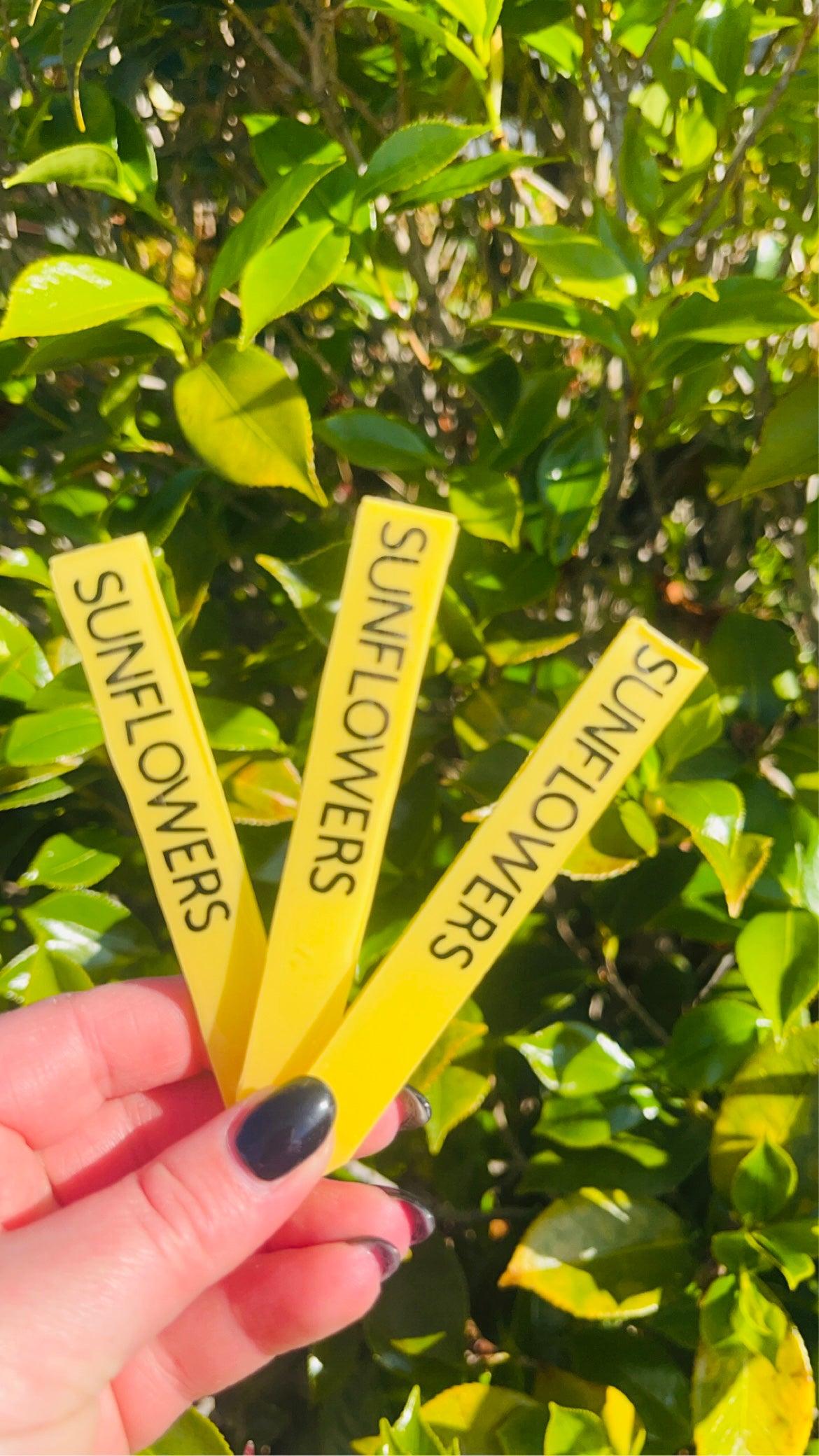 Sunflower seedling tag